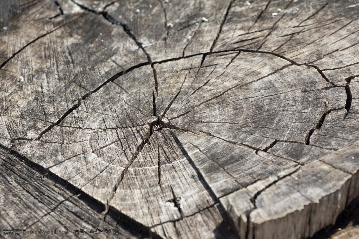 古老年轮 木 木头 木桩 年轮 灰色