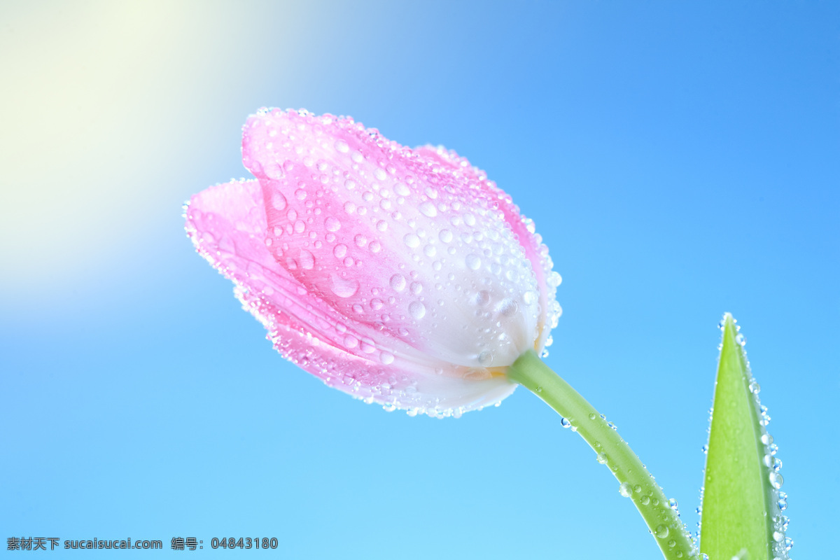 蓝天 下 郁金香 鲜花 花朵 鲜艳 露珠 水珠 蓝色背景 清爽 清新 特写 摄影图 高清图片 花草树木 生物世界