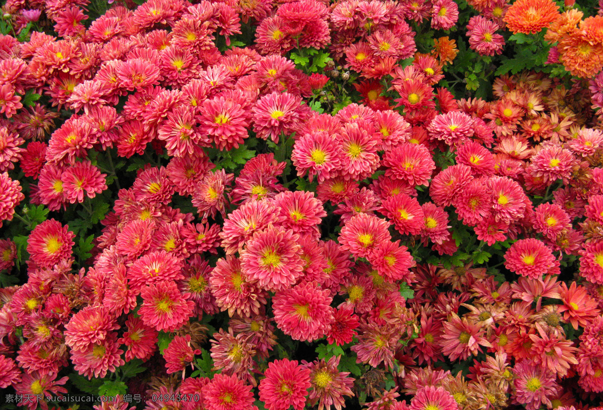 秋菊 菊花 粉红色 绿叶 花丛 花圃 花卉 花草 花朵 植物 园林绿化 生物世界