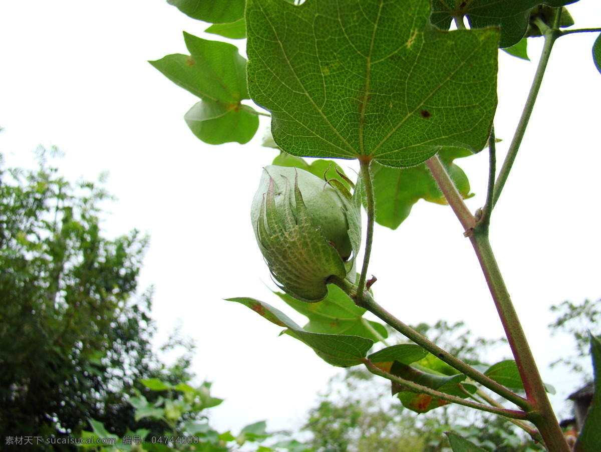 棉花 农业 农作物 其他生物 生物世界 田园风光 自然景观 洁白的棉花 棉 矢量图 日常生活