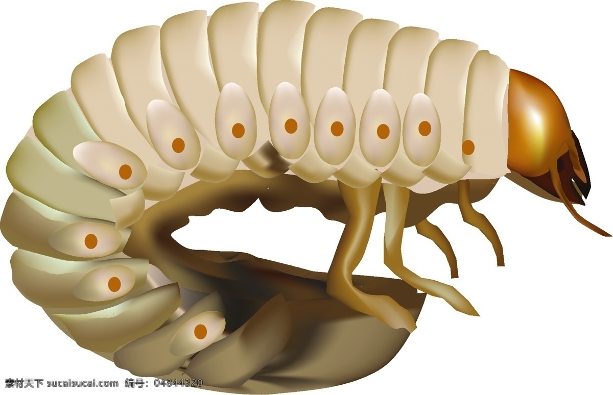 矢量 农业 害虫 蛴螬 农业害虫 矢量农业害虫 昆虫 生物世界 白色