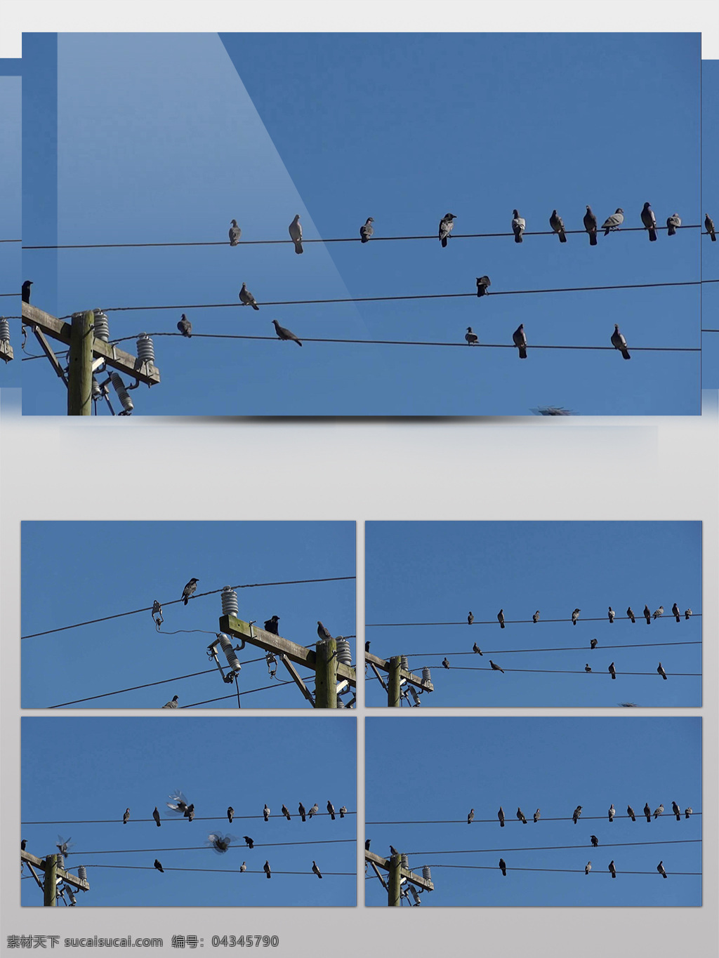 鸟类 麻雀 动物 并排 栖息 电线杆 蓝天 实拍 实拍素材