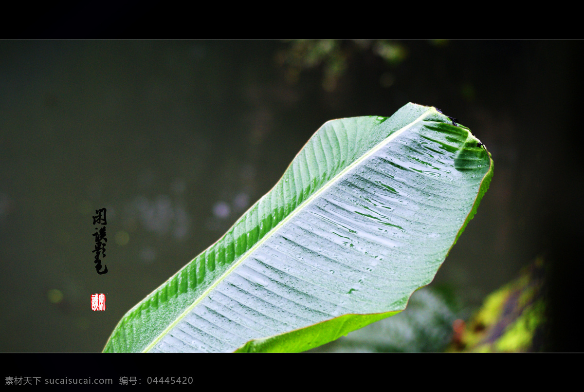 芭蕉 叶子 芭蕉叶 绿色 雨 植物 风景 生活 旅游餐饮