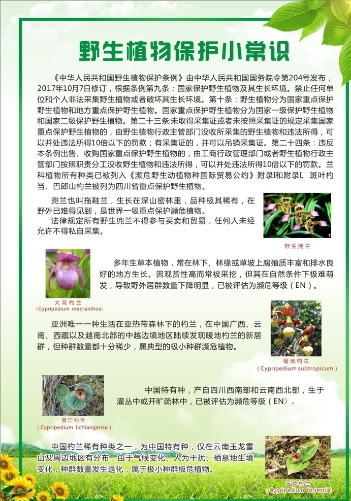 野生 植物保护 常识 宣传单 野生植物 保护 绿色背景 草坪 绿叶 野生兜兰 杓兰