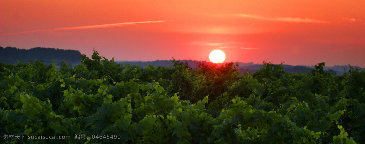 法国 葡萄园 葡萄园风景 法国葡萄园 法国酒庄 葡萄种植 自然景观 田园风光