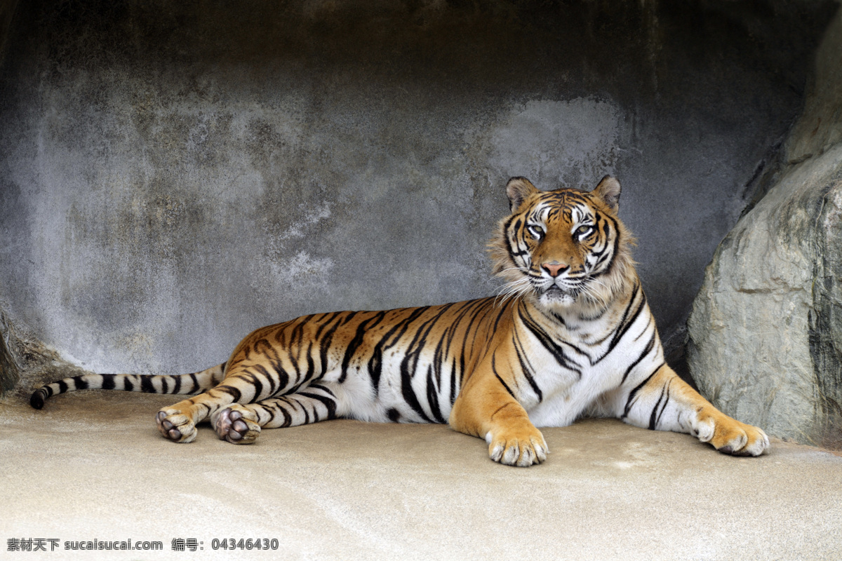 老虎 猛虎 野生动物 森林之王 虎虎生威 珍惜动物 动物世界 生物世界