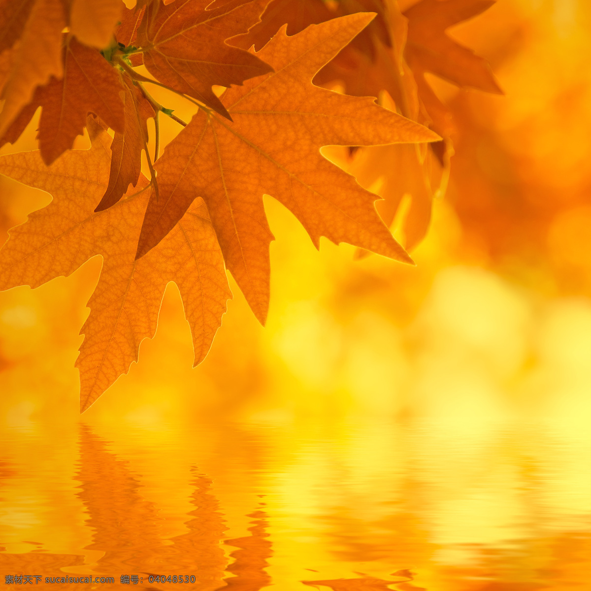 枫叶 水面 倒影 秋天树叶背景 枫叶背景 水面倒影 黄叶 叶子 梦幻光斑背景 花草树木 生物世界