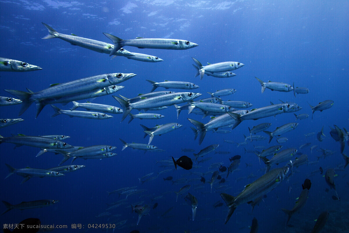 青角 梭 群 鱼 海水 生物世界 阳光 鱼类 青角梭群鱼 青角梭鱼 青角梭鱼群