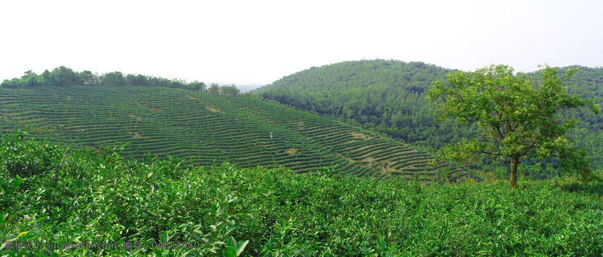 茶素材 茶叶 茶园 茶园风光 茶园风景 绿色 田园风光 茶园实景照片 山峰茶园 农业实景照片 茶园照片 茶园素材 绿色生态茶园 绿色茶园 茶园实景 自然景观 矢量图 日常生活