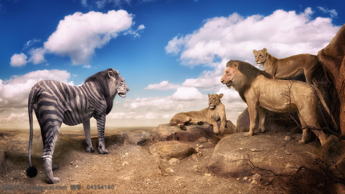 狮子 斑马狮子 天空 白云 动物 背景 素材图片 黑色