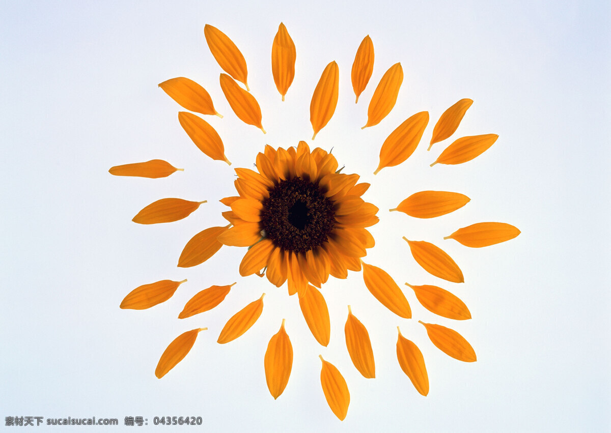 花团锦簇 百花争艳 插花艺术 花 花朵 花朵花束 浪漫花朵 玫瑰 情人节花 水珠 鲜花装饰 鲜花 节日素材 情人节七夕