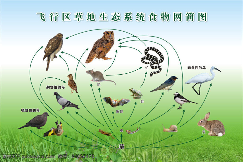 飞行区 草地 生态 系统 食物 网 简图 各种鸟 食物链 蝙蝠 草 虫 动物 白色