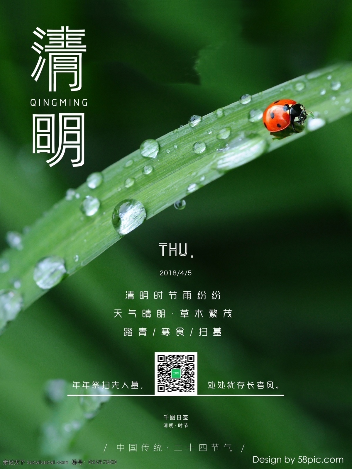 绿叶 瓢虫 中国 传统节日 二十四节气 清明 日 签 露珠 中国传统节日 七星瓢虫 日签