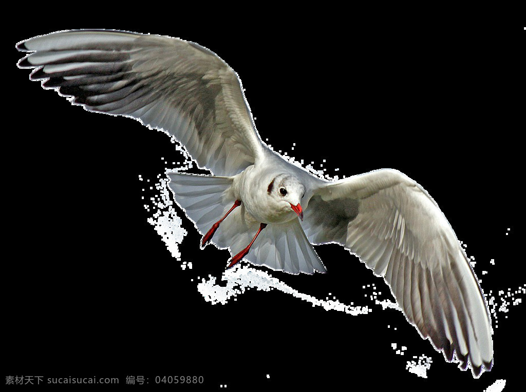 飞行 中 海鸥 白 身体 黑 翅膀 飞行中的海鸥 白身体 黑翅膀飞禽 展翅 飞翔 鸟儿 小鸟 飞翔的海鸥 鸟类 飞禽 一群海鸥