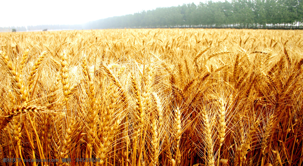 小麦 三夏 五月 农忙 丰收 农业 夏收 金色 秸杆 庄稼 风景 自然风光 高清大图 田园风光 自然景观