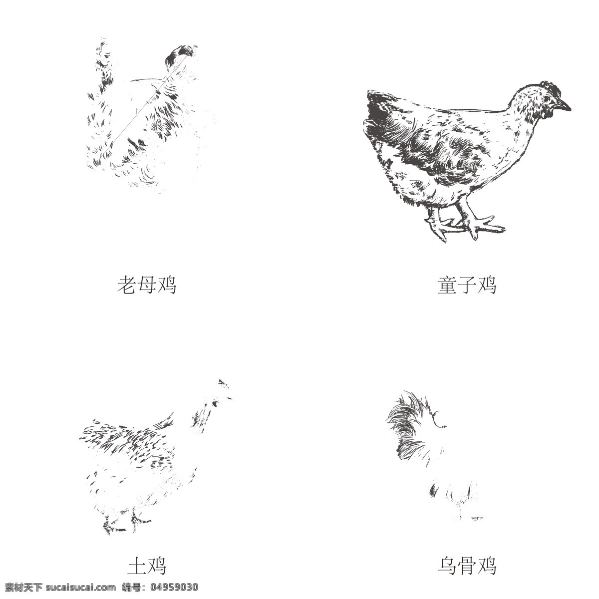 矢量 各种 鸡 装饰 图案 矢量各种鸡 老母鸡 童子鸡 土鸡