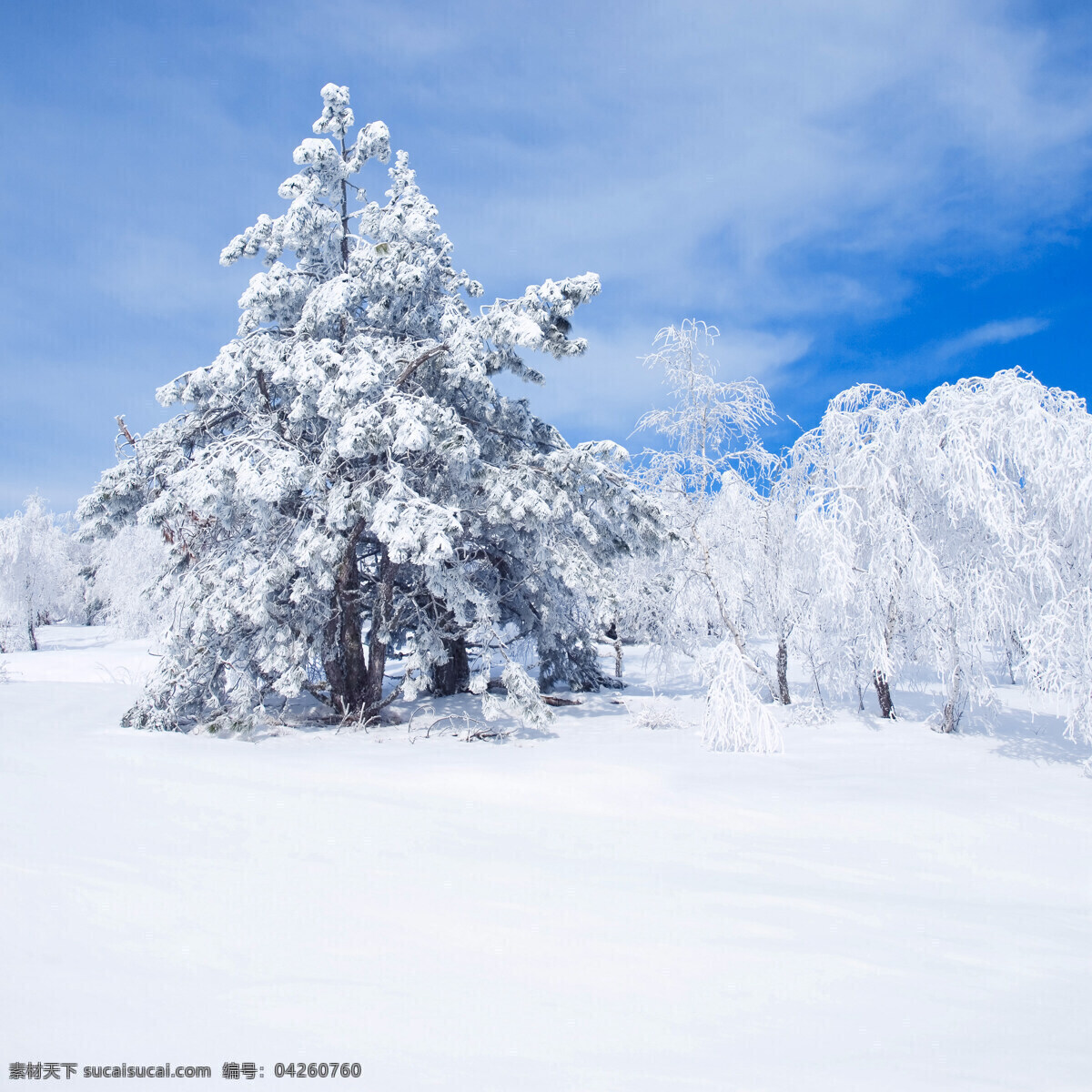 下雪的景观 冬季 冬天 雪景 美丽风景 景色 美景 积雪 雪地 森林 树木 自然风景 自然景观 白色