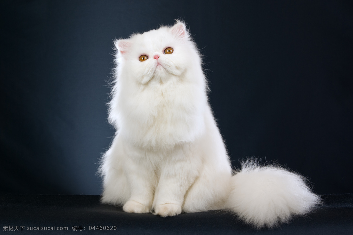 波斯猫 动物 宠物 猫咪 喵星人 可爱 精灵 漂亮 洁白 白色 家禽家畜 生物世界