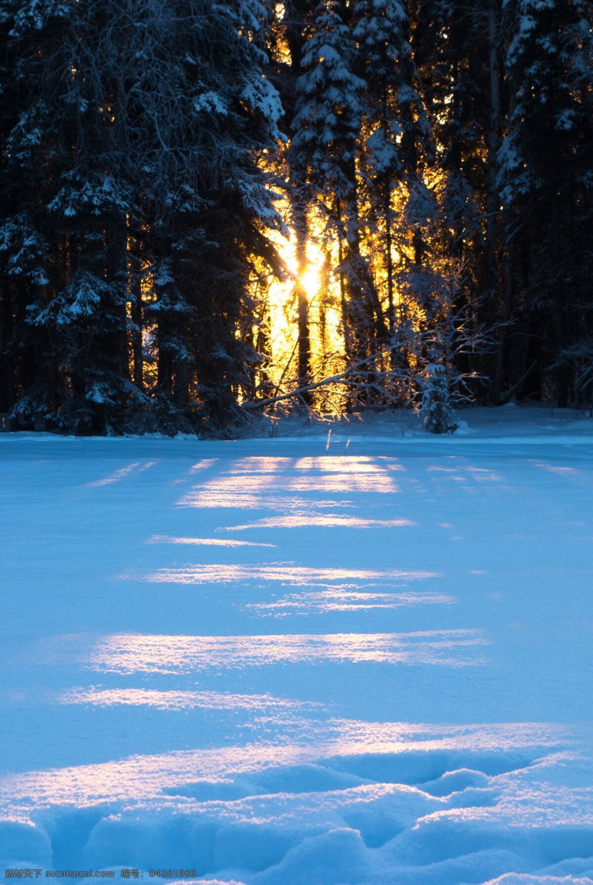 雪地 树林 阳光 柔光 穿过 温暖 自然景观 自然风景