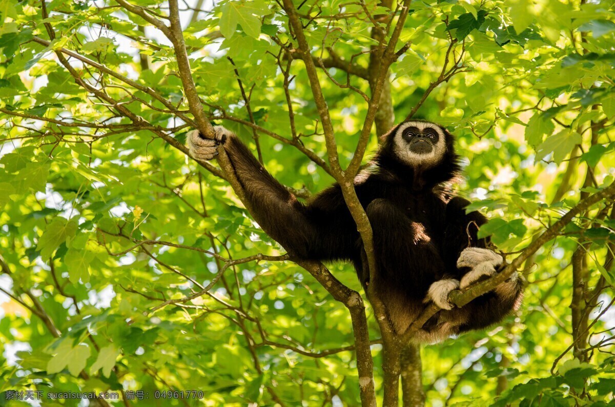 野生长臂猿猴 野生猿猴 野生 长臂猿猴 长臂猿 猿猴 猴子 类人猿 招手 手势 野生动物 保护动物 树木 树枝 树干 树叶 动物 生物世界