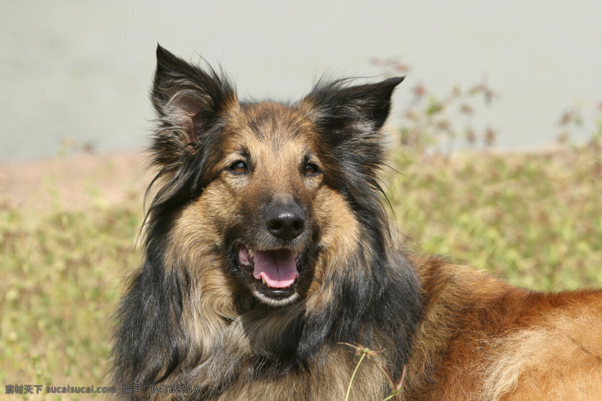 狼狗图片素材 小狗 犬 狼狗 小狗图片 宠物狗 名贵犬种 宠物狗图片 可爱 小狗图片大全 宠物 小动物 狗狗图片 生物世界