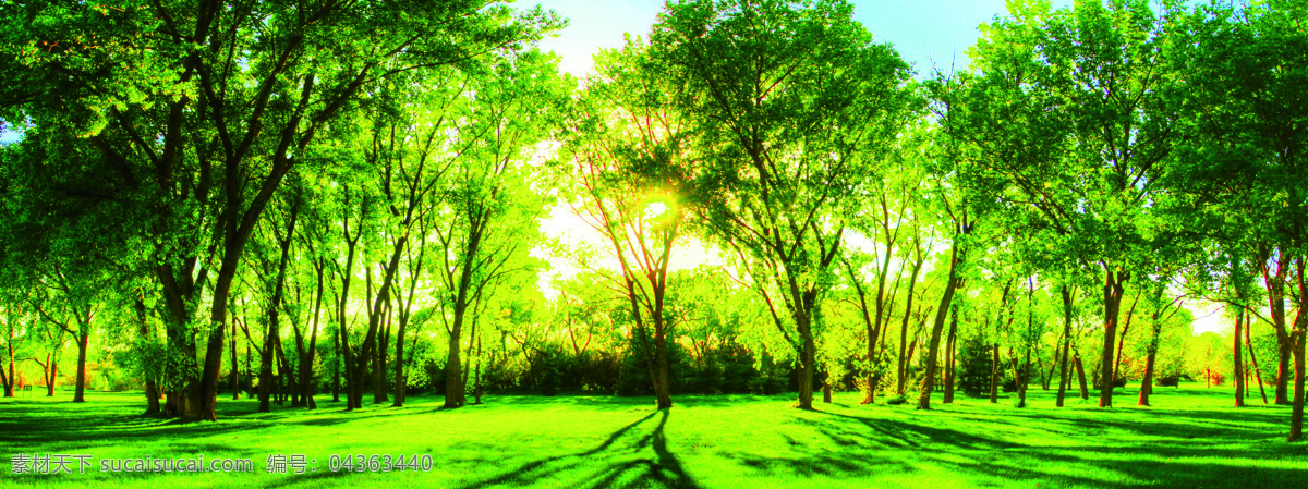 美丽 绿色 树林 风景 高清 森林 植物 花草