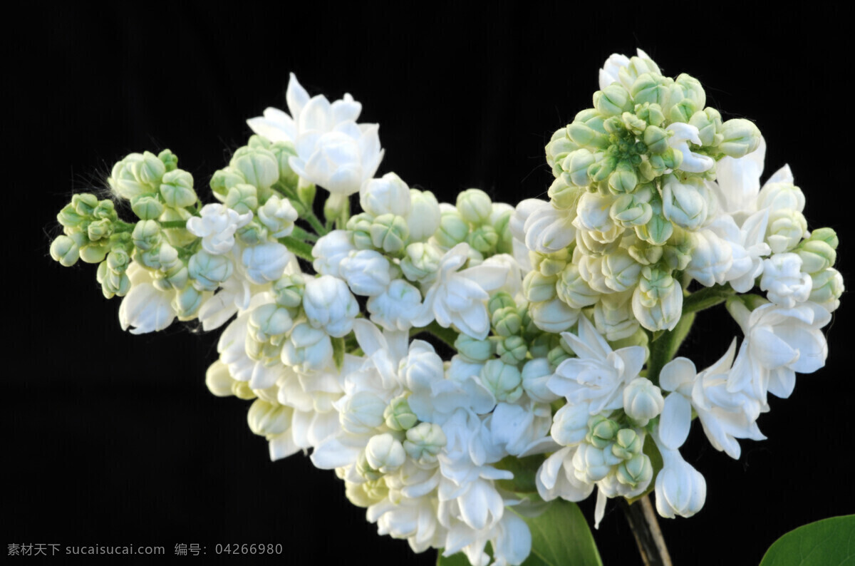 丁香花 丁香 白色丁香花 小花 鲜花 背景 花 花朵 花卉 花草 生物世界