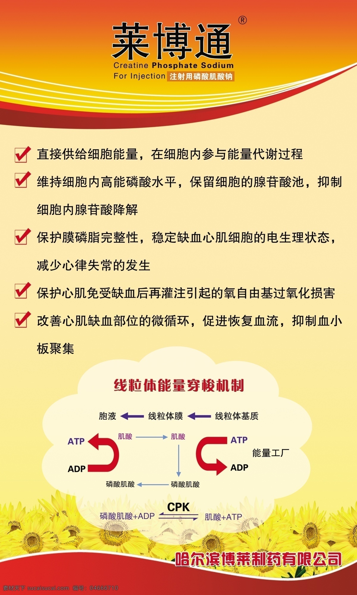 分层 葵花 线条 易拉宝 源文件 莱 博通 模板下载 莱博通易拉宝 莱博通 展板 易拉宝设计