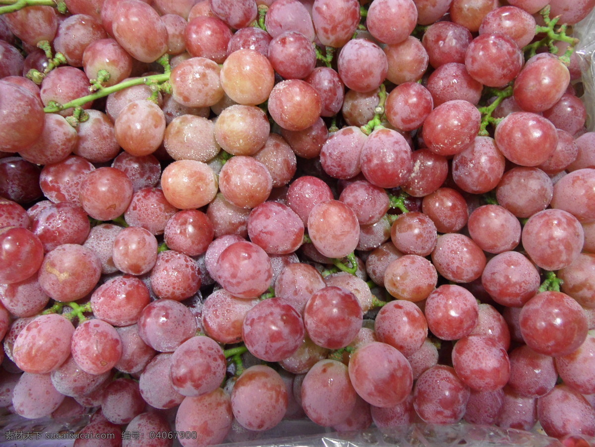 红提葡萄 葡萄 红葡萄 水果 生物世界