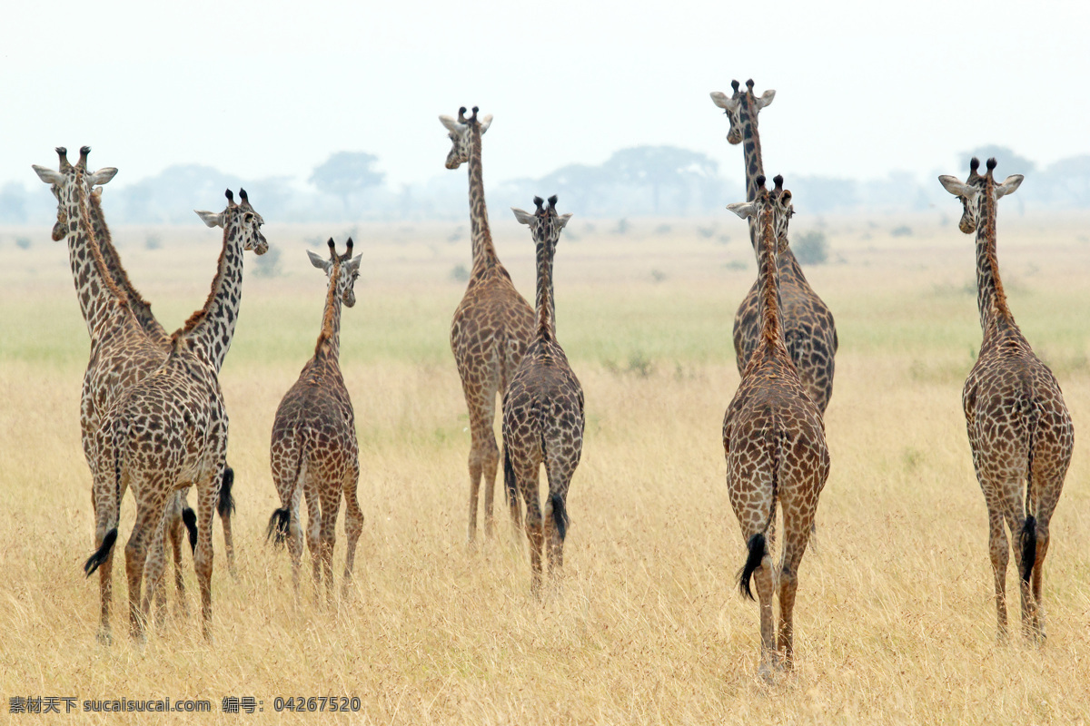 非洲 草原 上 长颈鹿 群 动物世界 动物摄影 非洲草原动物 陆地动物 生物世界