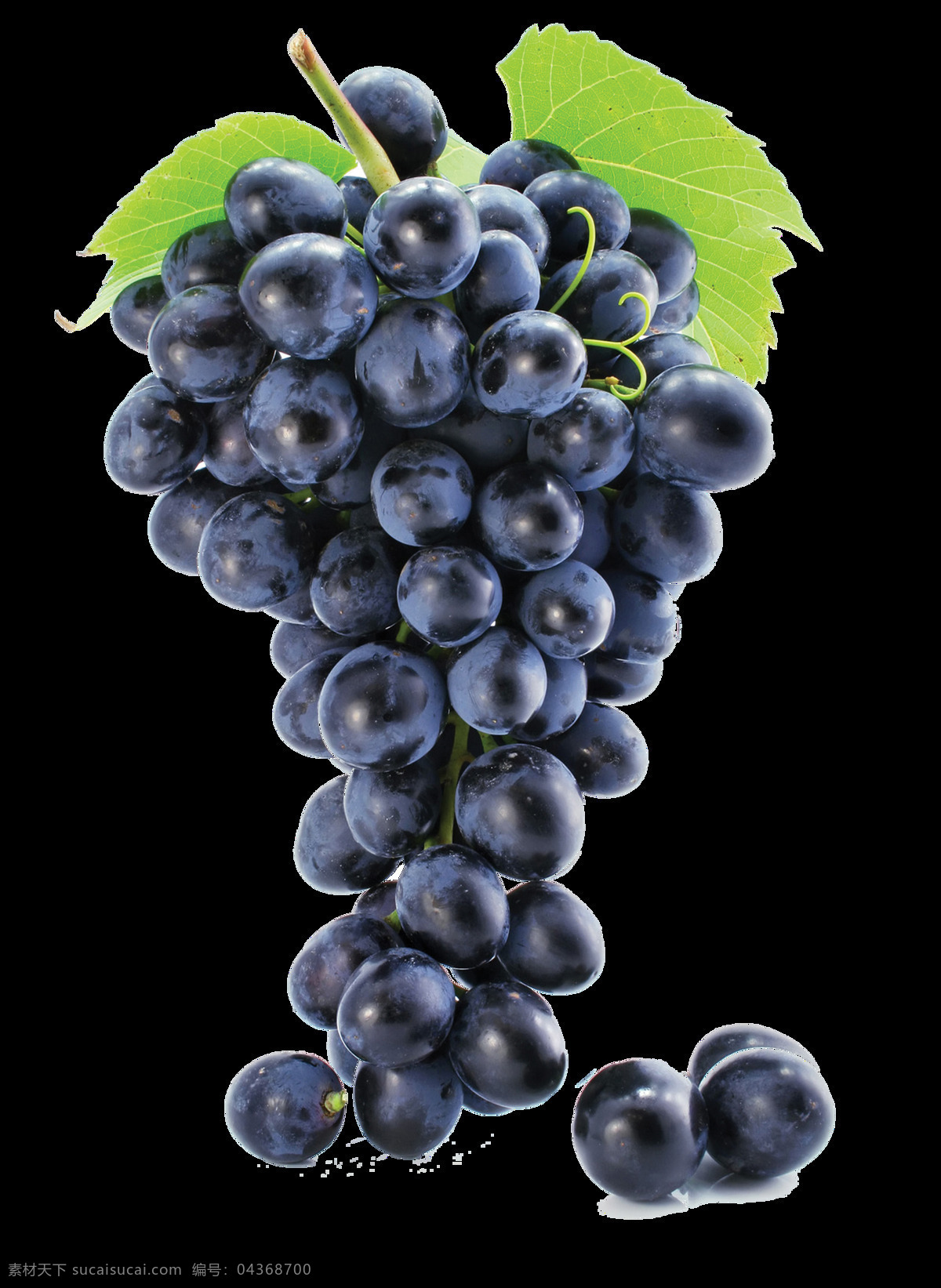 手绘 新鲜 葡萄 元素 黑蓝 水果 绿叶