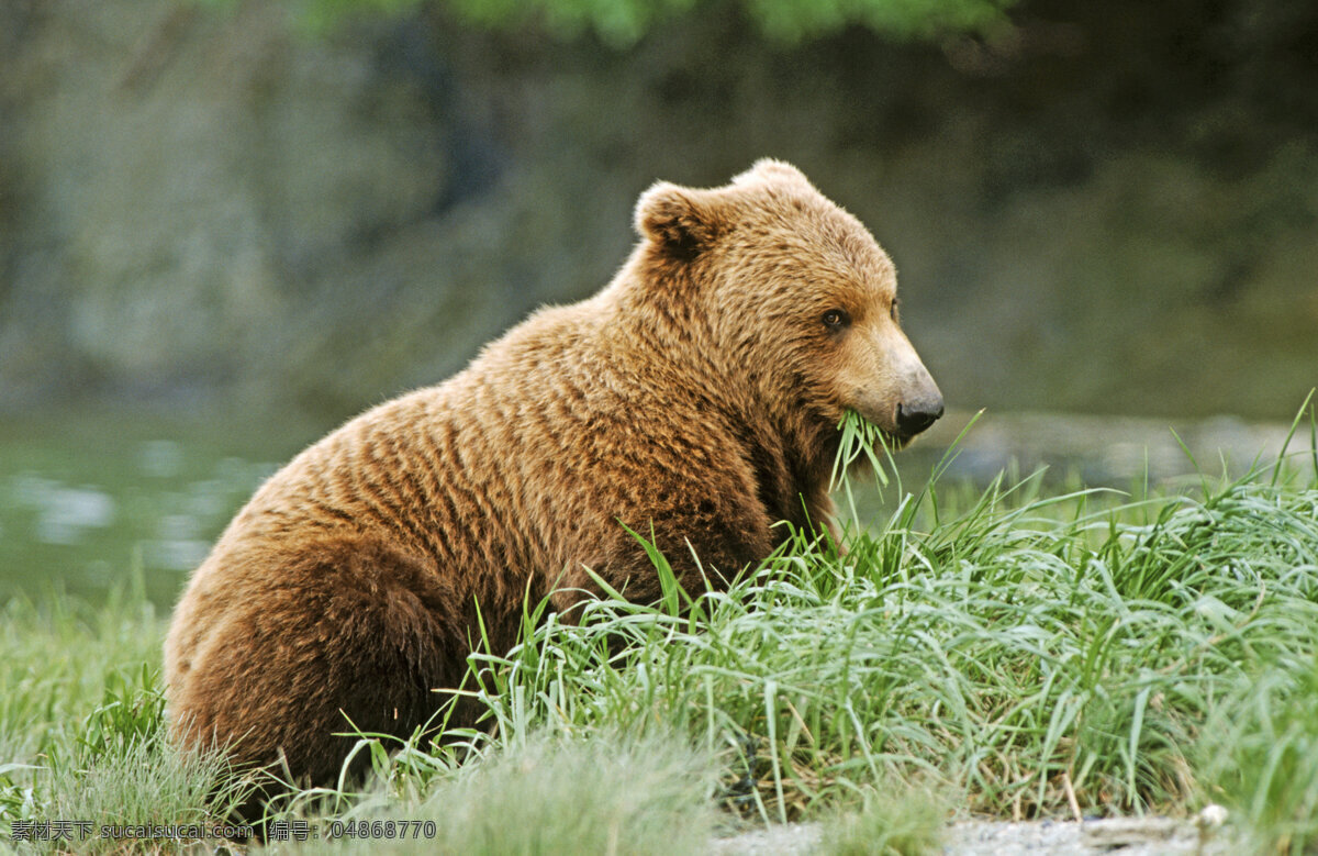 吃草的小熊 脯乳动物 保护动物 小熊 可爱 熊 狗熊 棕熊 野生动物 动物世界 摄影图 陆地动物 生物世界 黑色