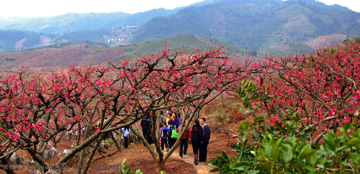 赏桃花 人 桃花 山 自然景观 田园风光 满园桃花 摄影图库