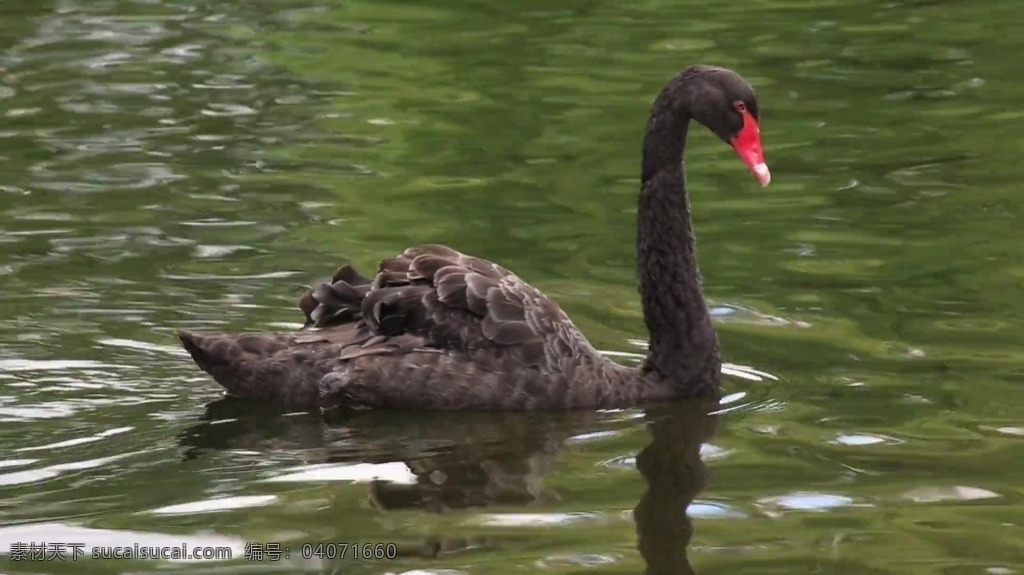 视频背景 实拍视频 视频 视频素材 视频模版 黑色 天鹅 天鹅视频 湖面视频 动物