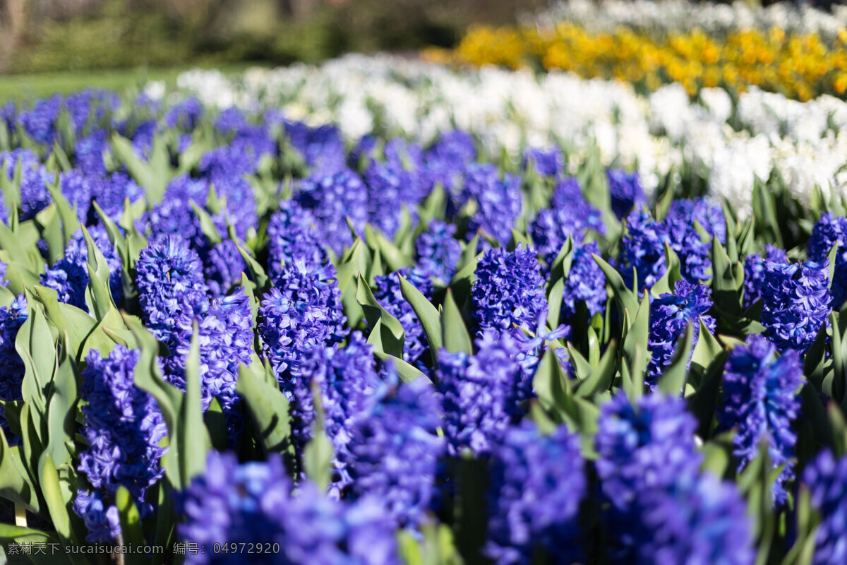 库 肯 霍夫 风信子 荷兰 花草 库肯霍夫 库肯霍夫公园 欧洲 鲜花 紫色风信子 白色风信子 生物世界 蓝色