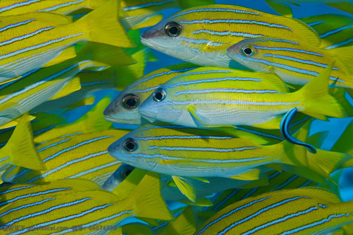 海洋鱼类摄影 海底摄影 鱼群 海底世界 海底 海洋 大海 海中生物 自然界 鱼类 海鱼 海洋海边 自然景观 黄色