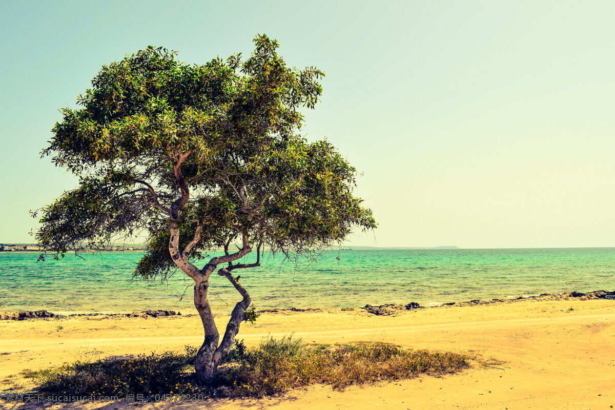 塞浦路斯 海边 唯美 风景 大树 绿树 海水 大海 沙滩 海滩 唯美海滩 唯美海边 唯美风景 风光 自然 大自然 自然风光 自然风景 景色 景物 自然景色 自然景观