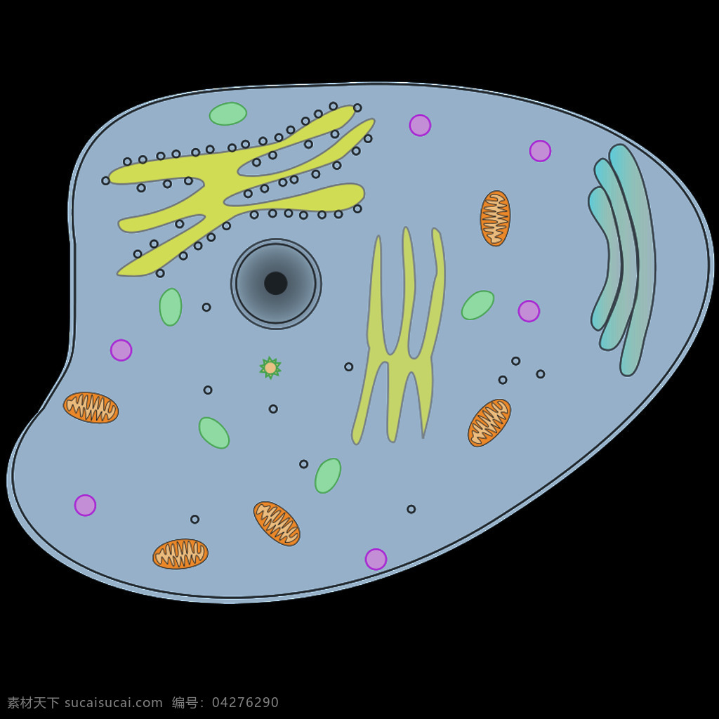 动物细胞 动物 生物学 细胞 线粒体 svg 黑色