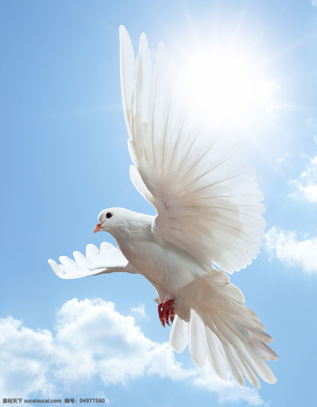蓝天 飞翔 鸽子 白鸽 和平鸽 飞翔的白鸽 蓝天白云 天空 空中飞鸟 生物世界