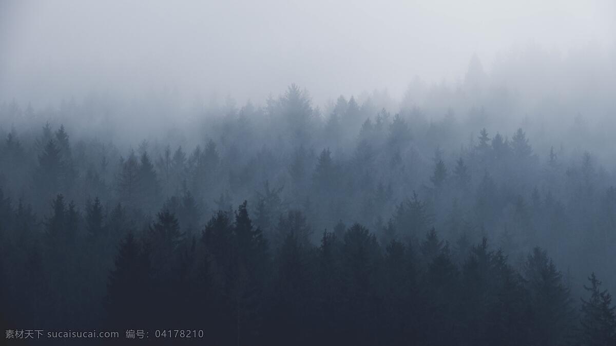 迷雾森林 森林 雾水 雾 晨雾 林地 雾气 森林背景 早晨 自然景观 自然风光