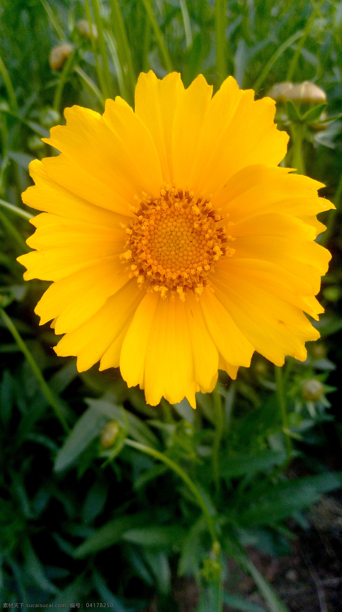 金鸡菊 黄金鸡菊 花卉素材 花草素材 菊花 黄花 高清花卉图 生物世界 花草