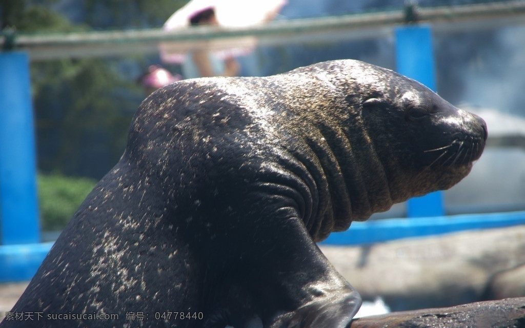 海狮 哺乳动物 鳍足目 海底动物 海狮科 北太平洋 海鲜 海洋 海狮表演 海洋生物 生物世界