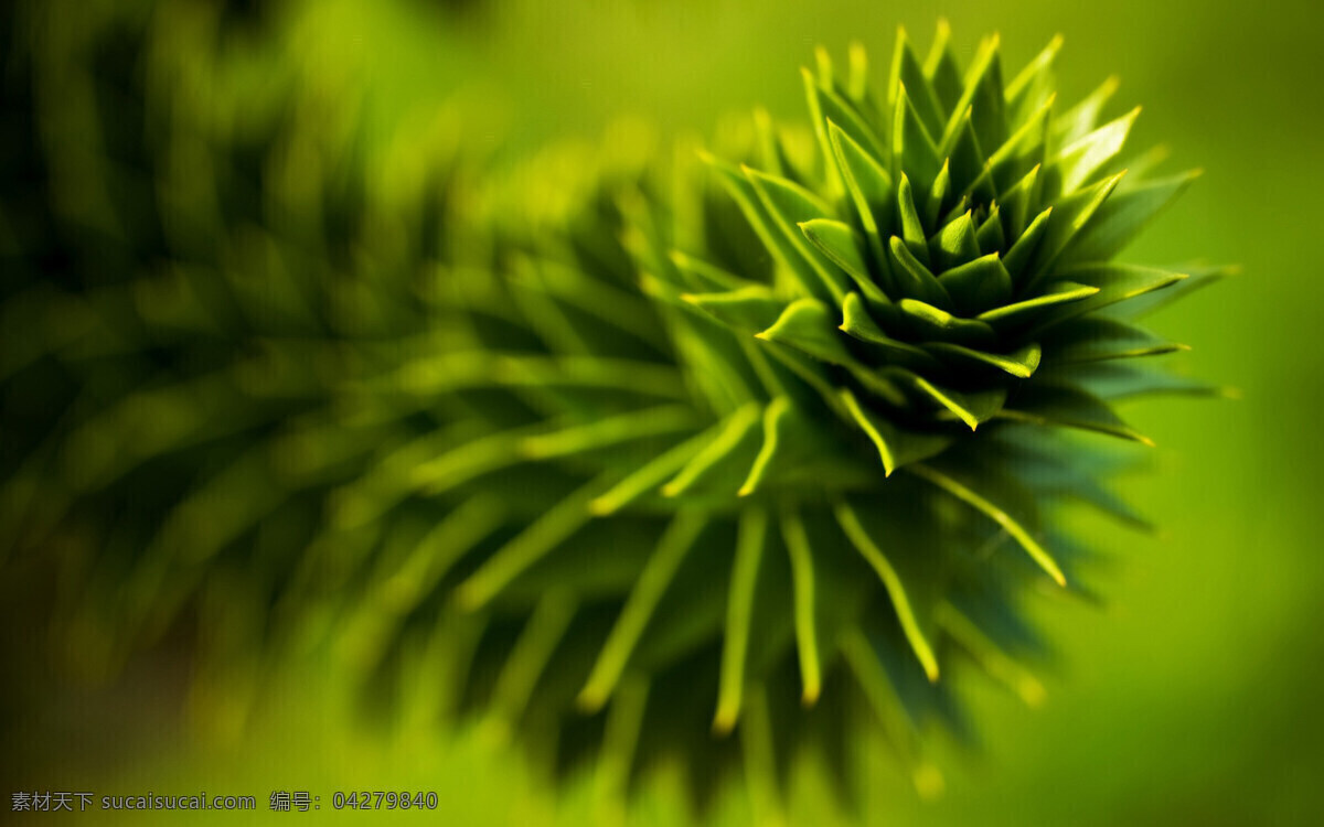 绿色植物 背景素材 背景图片 高清图 高清图片 绿色背景 植物背景 自然背景 高摄影图片