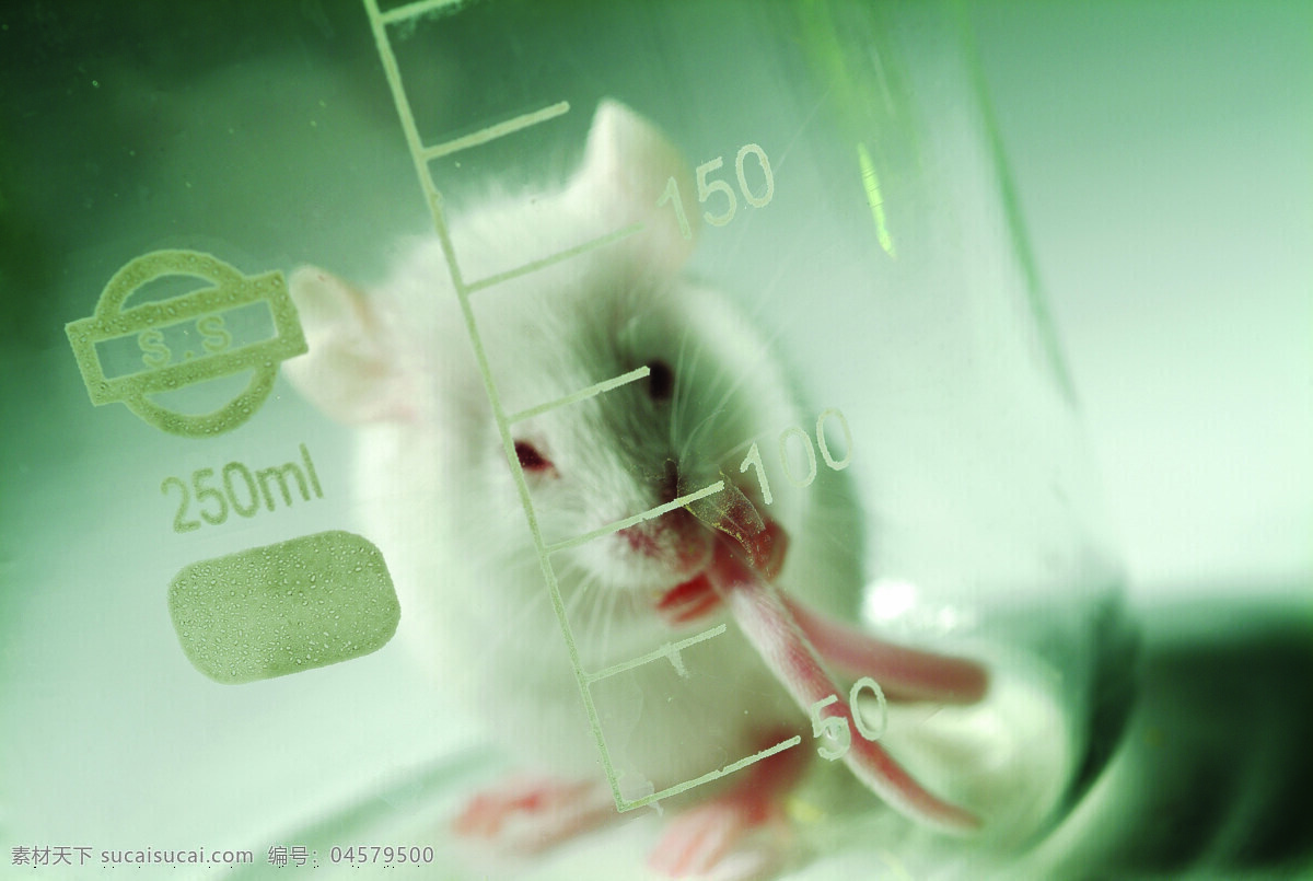 玻璃杯子 科学研究 摄影图库 实验 现代科技 杯子 里 小白 鼠 做实验 食品安全实验 矢量图 日常生活