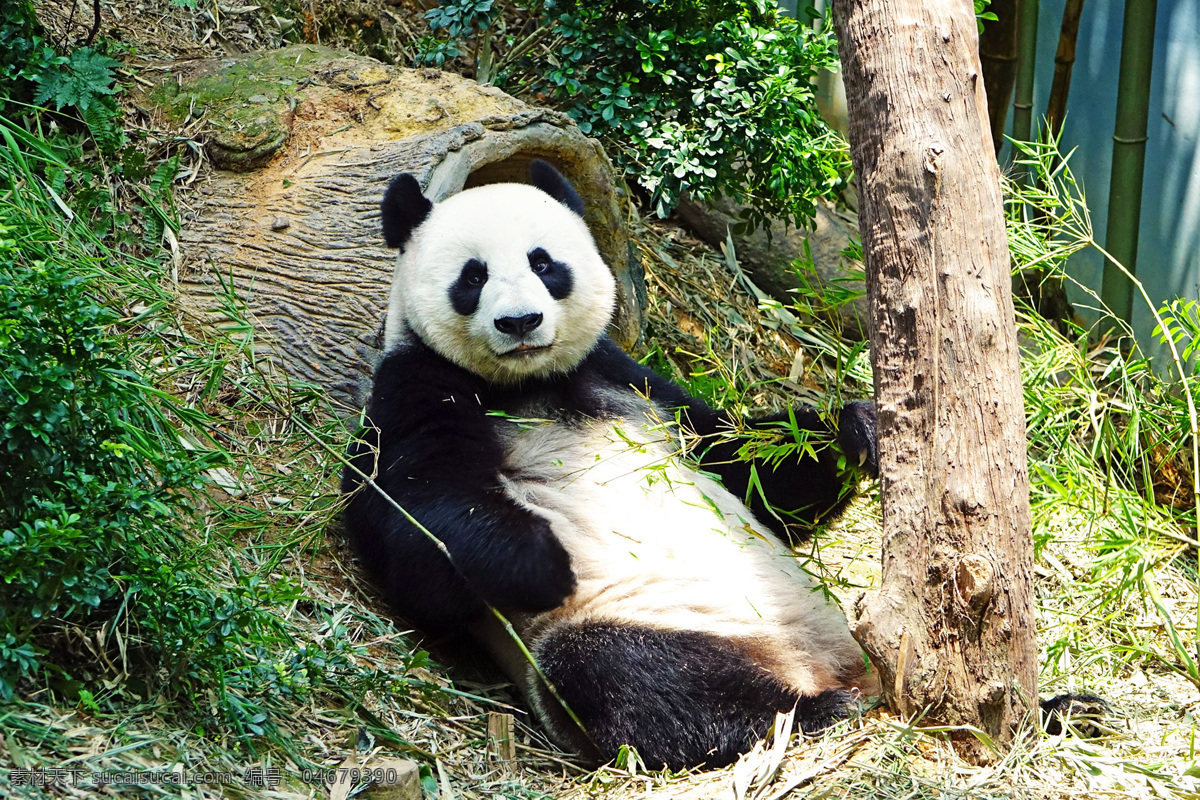 大熊猫 熊猫 ailuropoda melanoleuca 猫熊 竹熊 银狗 洞尕 杜洞尕 执夷 貊 猛豹 食铁兽 giant panda