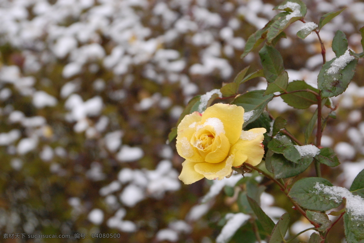 雪中花 花 雪 自然景观 自然风景 摄影图库 300