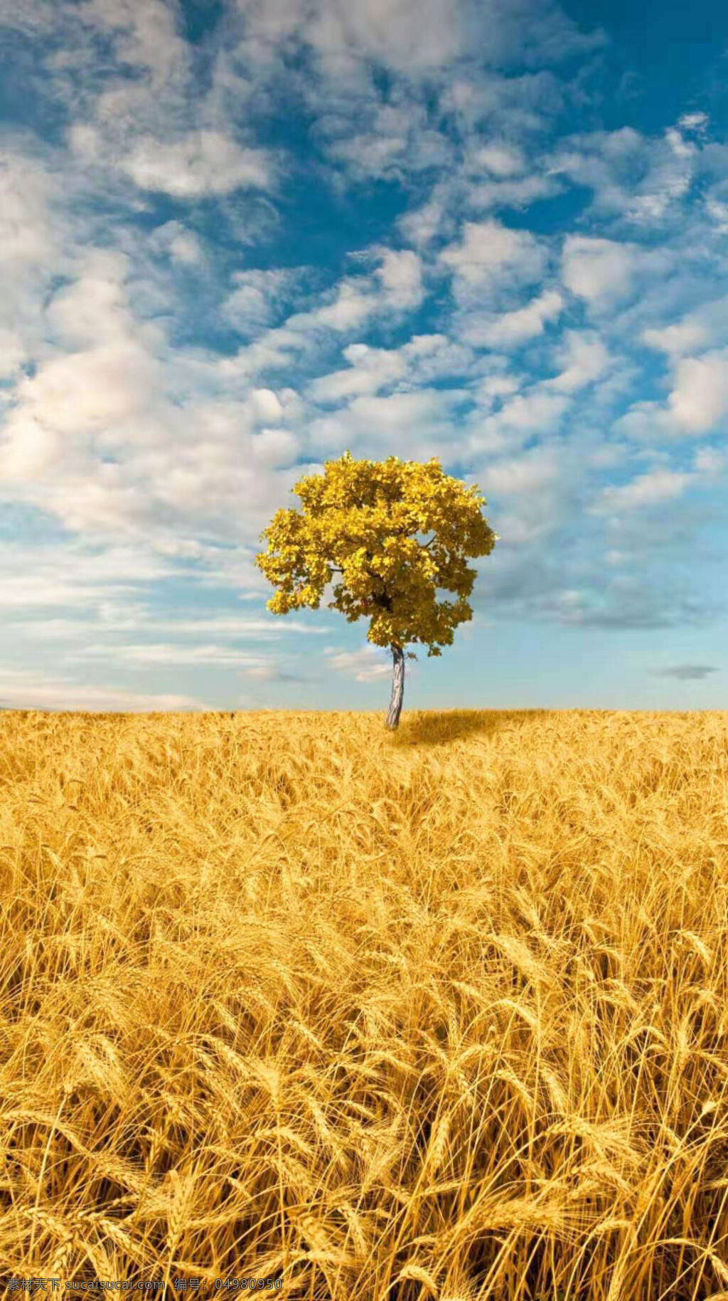 丰收的麦田 蓝天 白云 树木 成熟的麦穗 金黄色的麦田 自然景观 田园风光