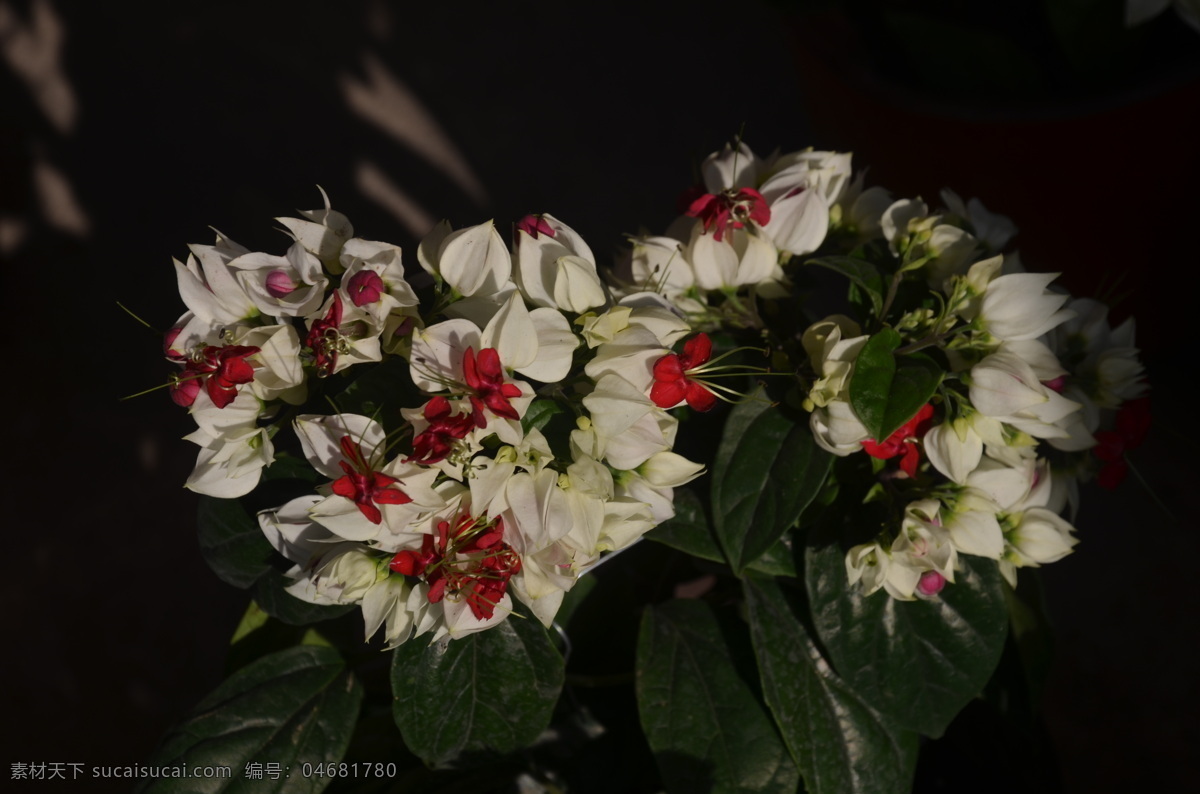 花卉 龙吐珠 白萼赪桐 聚伞花序 腋生 花萼白色 花冠 深红色 花卉系列 生物世界 花草 黑色