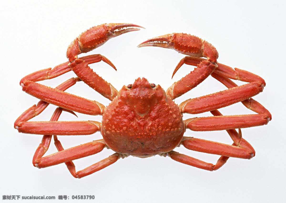 帝王蟹 螃蟹 鲜鱼 水产品 海产品 海鱼 食物 食材 生物世界 鱼类
