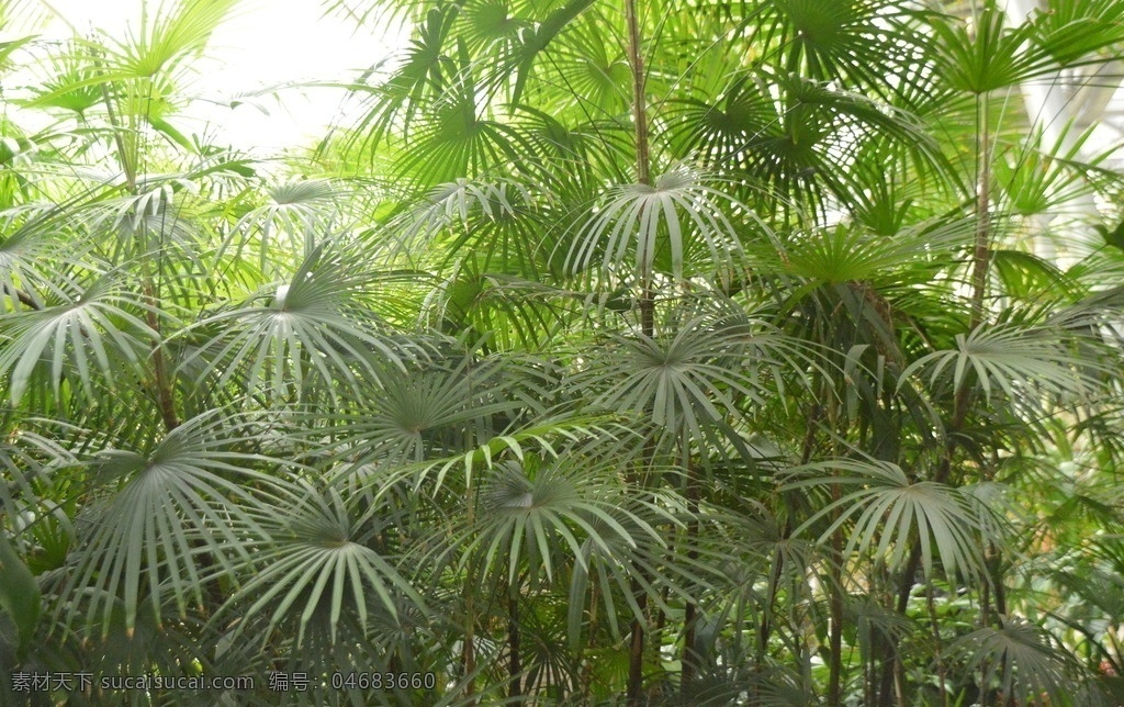 棕竹 观音 筋头 棕榈竹 植物 叶子 热带 植物园温室 绿化景观 园林景观 花卉大观园 生物世界 花草